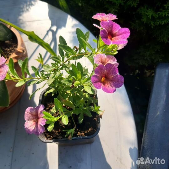 Растение Колибрахоа