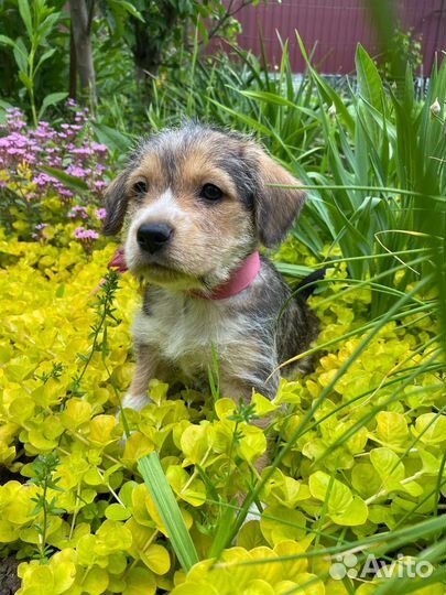 Забавные щеночки особой породы