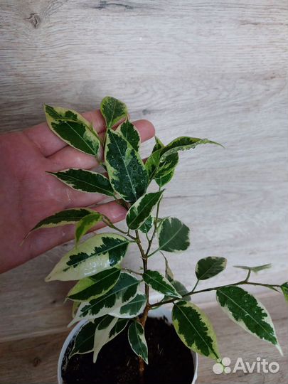 Бенджамина саманта