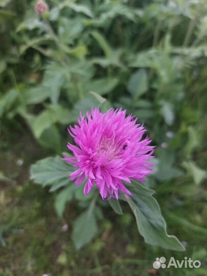 Васильки цветы