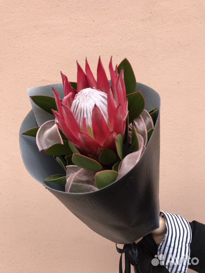 Королевская протея в стильной упаковке