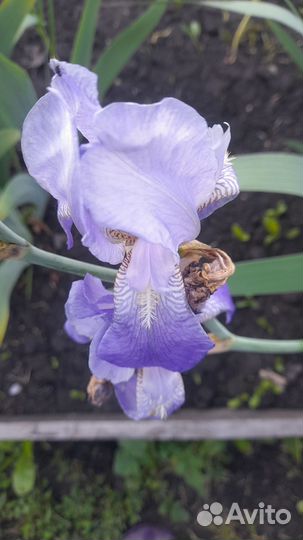 Ирисы