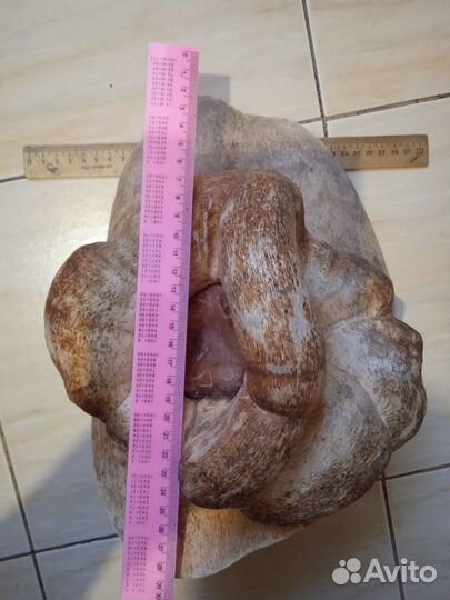 Продам кап берёзовый