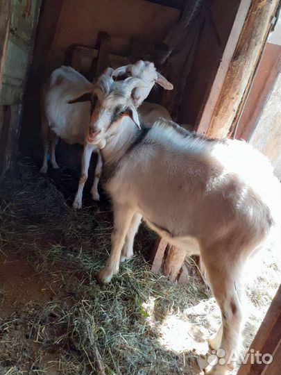 Козлики, 5 месяцев, двое