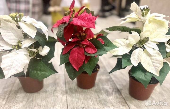 Декоративные цветы в горшках