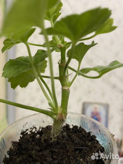 Пеларгония герань Milfield Rose