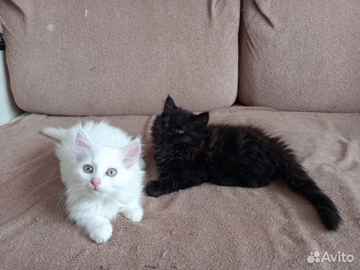 Котята хайленд страйт