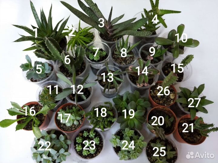 Кактусы и суккуленты