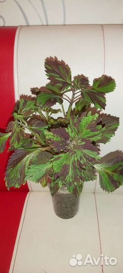 Колеус,сингониум,традесканция,амарилис