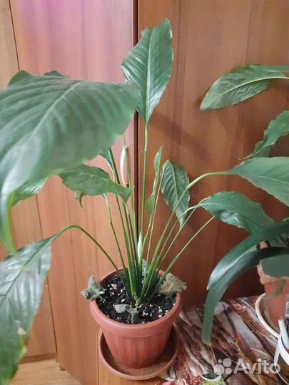 Спатифилум(женское счастье)