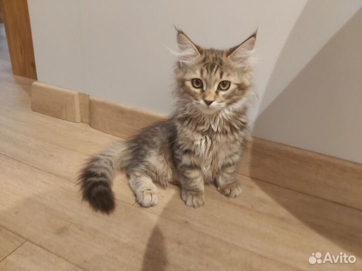 Сибирские котята. Питомник 