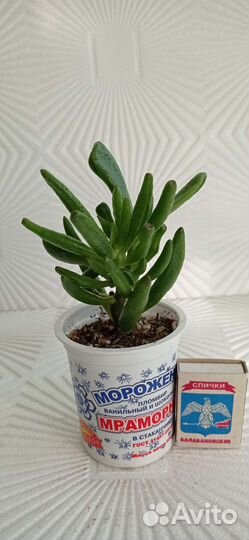 Суккуленты