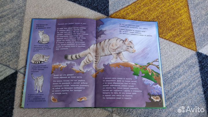 Книга Райхенштеттер Совы Познавательные истории