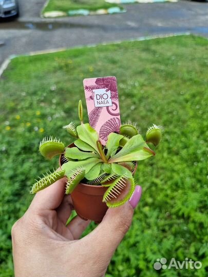 Венерина мухоловка или Дионея, растение