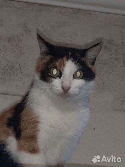 Кошка в дар