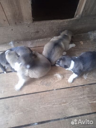 Продаются щенки западно- сибирской лайки