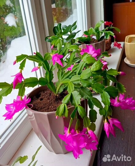 Декабрист шлюмбергера фуксия, розовый