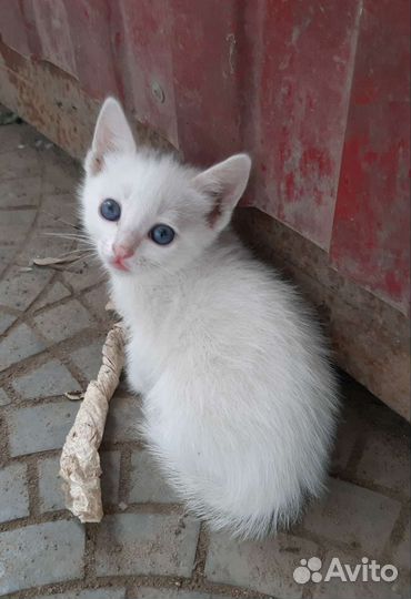 Кошки в добрые руки