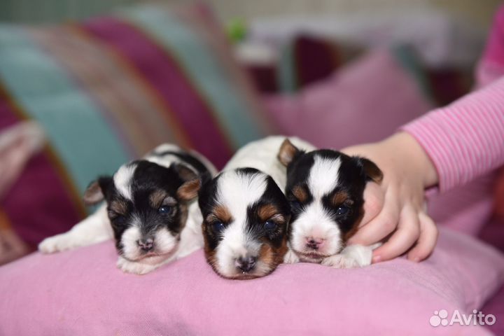 Бивер йорк девочки