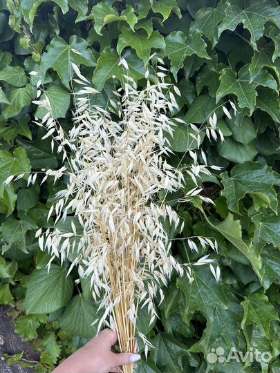 Овес сухоцвет