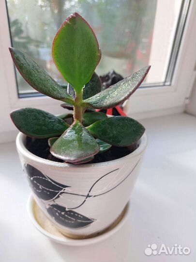Крассула Овата вар. Обликва (денежное дерево)