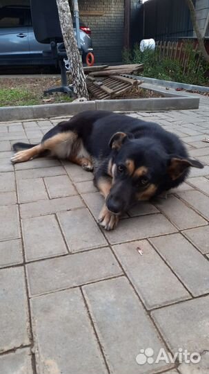 Собака в добрые руки