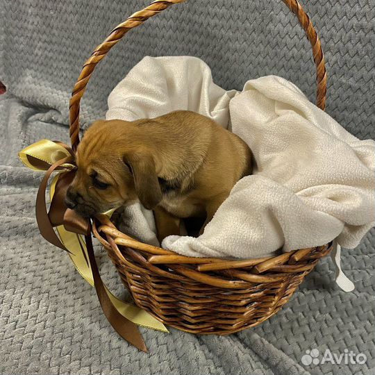 Отдаём щенка (девочку)