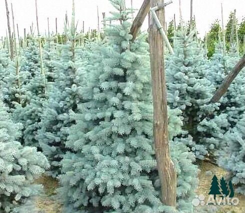 Ель голубая экстра