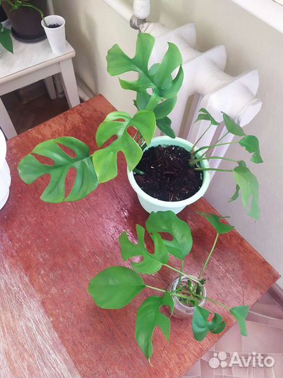 Монстера Альба вариег, Минима, Манки, лианы