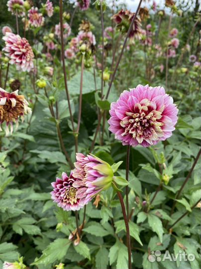 Георгины клубни