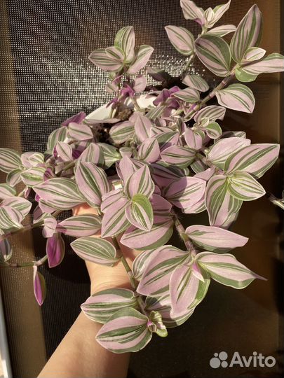 Сортовые традесканции.Комнатные растения