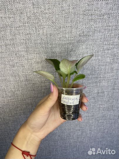 Сортовые фиалки