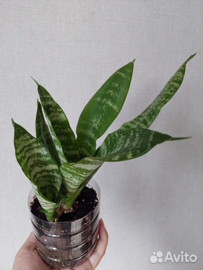 Сансевиерия