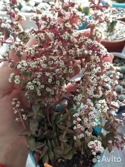 Pachyphytum, Hatiora, Crassula, Graptopetalum