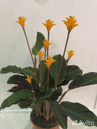 Калатея кроката