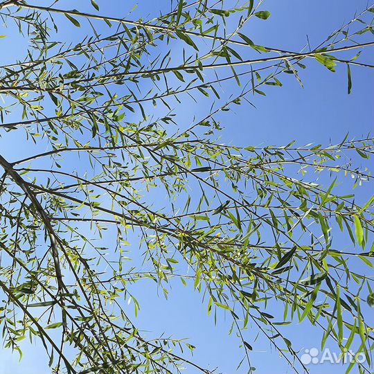 Ива саженцы