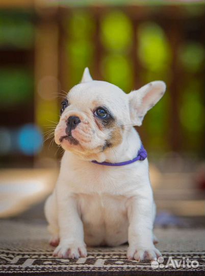 Французский бульдог