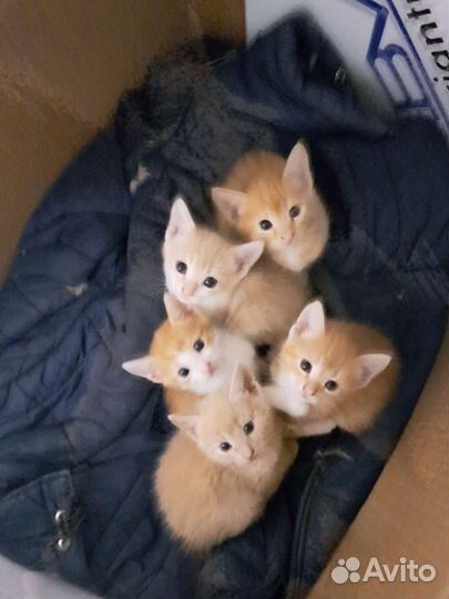 Кошки в добрые руки за 1 р