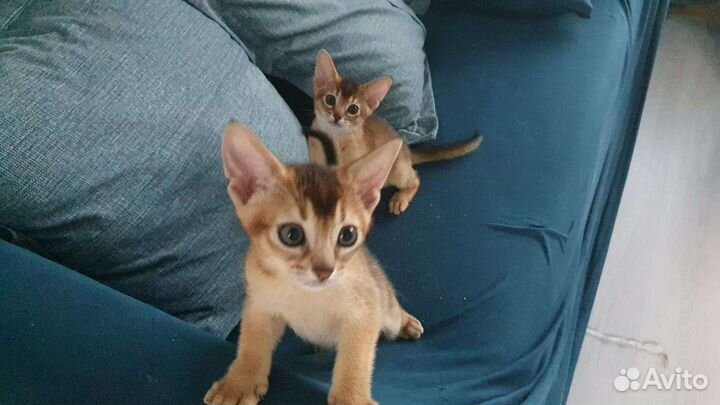 Абиссинская кошка. Премиум класс