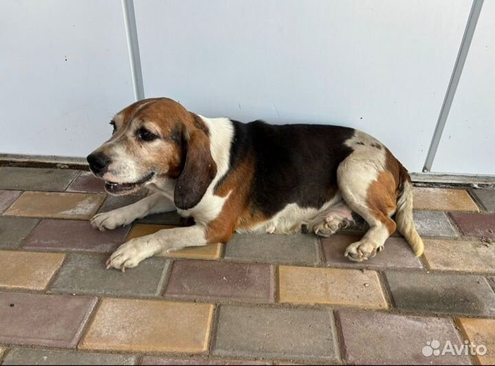 Бигль в добрые руки