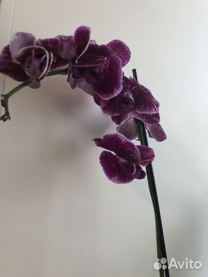 Орхидея фаленопсис цветущая