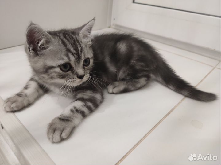 Шотландские котята