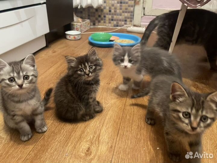 Британские котята
