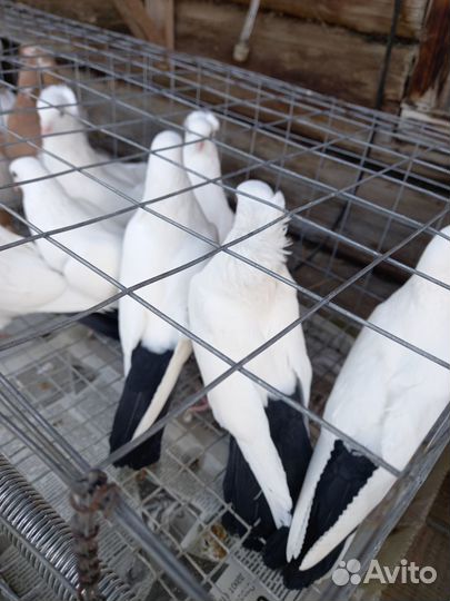 Продажа голубей