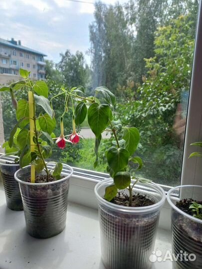 Фуксия ампельная