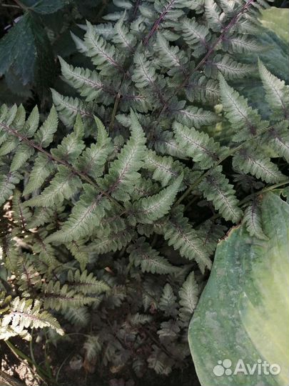 Кочедыжник, гейхеры, хосты, астильбы