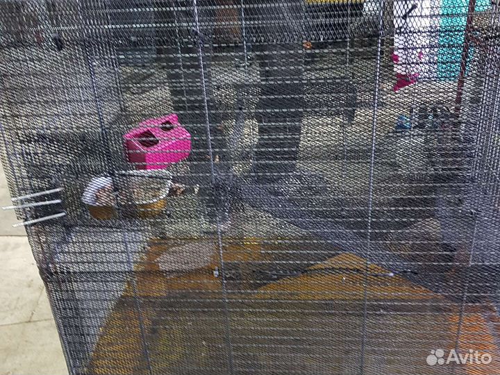 Клетка для шиншиллы