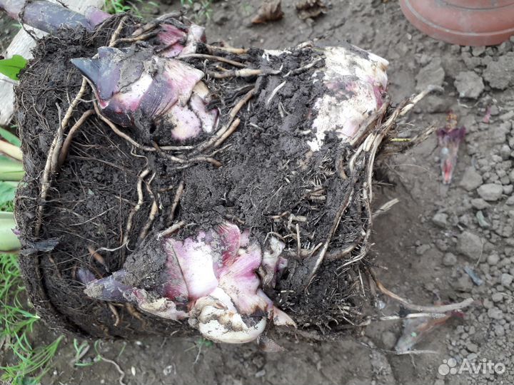 Канны высокорослые