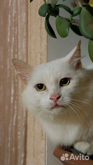 Кот Снежок в добрые руки