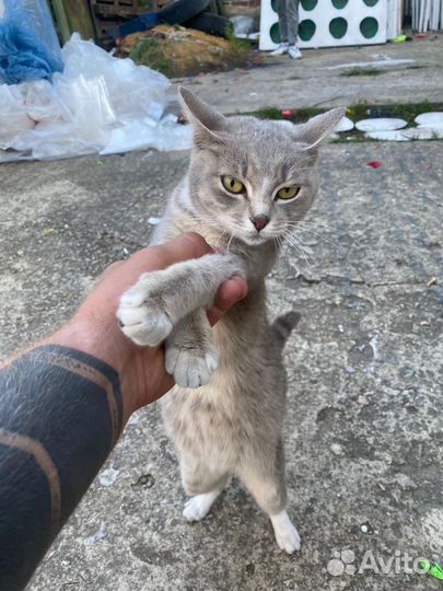 Кошку бросил хозяин